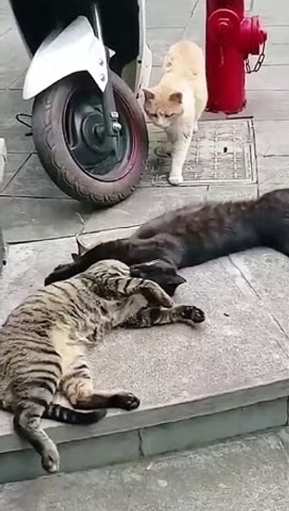 Funniest Animal Videos In the World Ch 2