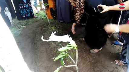 Funny cat momen