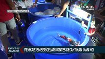 Pemkab Jember Gelar Kontes Kecantikan Ikan Koi, Perebutkan Piala Bupati 2022