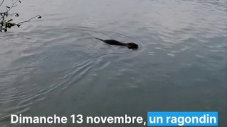 Lyon. Un ragondin aperçu en train de nager dans le Rhône