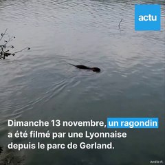 Lyon. Un ragondin aperçu en train de nager dans le Rhône
