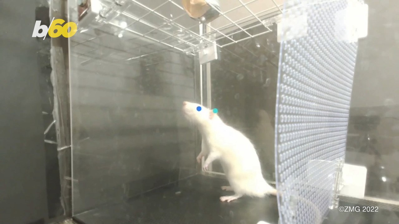 If You’re Bopping Your Head to the Music, the Rats Are Bopping Too