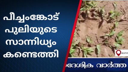 വയനാട്: എവിടെ തിരിഞ്ഞാലും പുലി; പീച്ചംങ്കോട്ടെ നാട്ടുകാര്‍ ആശങ്കയില്‍