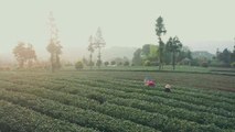 Çin'in Meitan İlçesinde Çay Endüstrisi Kırsal Kalkınmayı Hızlandırıyor