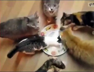 group of cats eat together