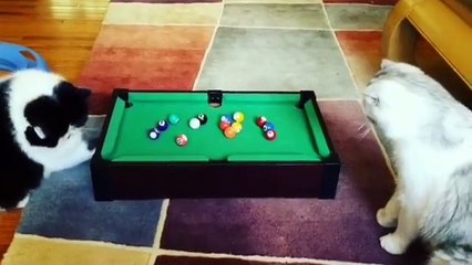 cat is playing mini billiard
