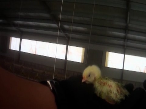 Equalia denuncia el maltrato animal en dos macrogranjas avícolas en Sevilla y Tarragona