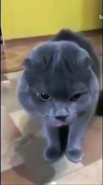 when cat talk