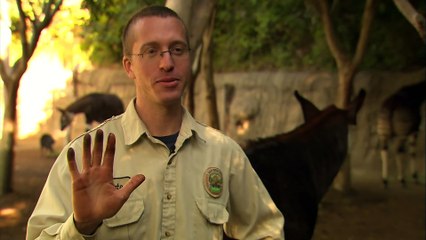 Learn All About These Amazing African Animals