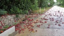 Millones de cangrejos rojos comienzan su migración anual en la australiana Isla de Navidad