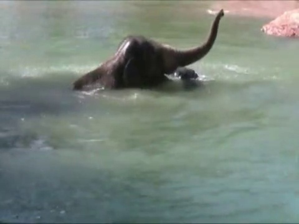 Elephant Playing in Water