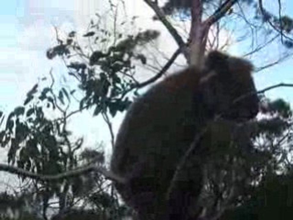 Nos premiers... koalas