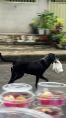 Dog Delivers Bread