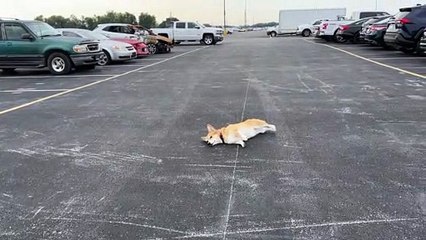 Bulleit the Corgi Plays Dead Like a Master