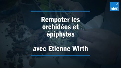 Rempoter Orchidées et Epiphytes