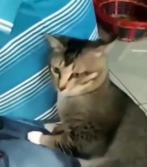 strange cat behavior || funny cat