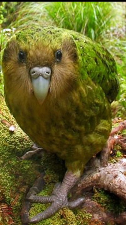FACT about kakapo parrot