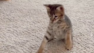 Dog  Cat And  Monkey Funny Memes | Tiger And Duck Funny Videos | Funny Animals Videos | Funny  Short Videos