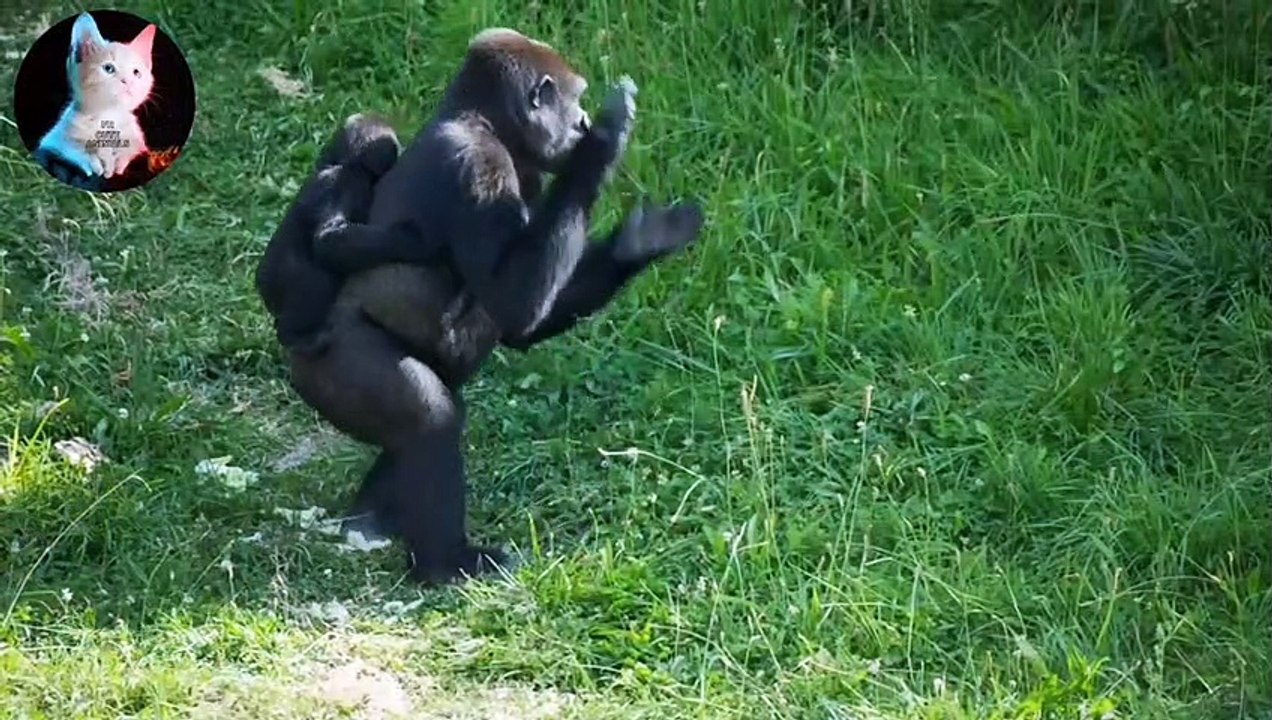 Funny animals videos 2022 | funny cats and dogs | cute animals Part 6