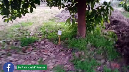 NARC visit for Avacardo and Green peas Vlogger Dr Raja Kashif Janjua 2 February 2021