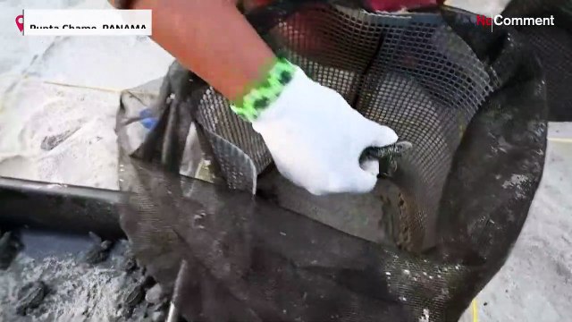 Watch: adorable baby Lora turtles released into Panama's Pacific Ocean