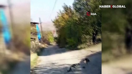 Yılan bile kedilerin karşısında duramadı: 10 dakikada haylazların avı oldu