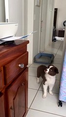 Puppy's First Time Seeing the Printer Print