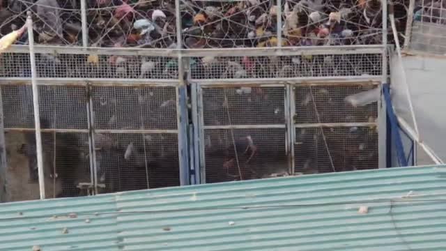 Un informe del Defensor del Pueblo cuestiona la versión de Fernando Grande-Marlaska sobre lo ocurrido en la valla de Melilla