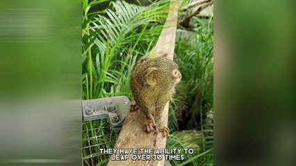 Finger Monkey! One Of The Cutest And Exotic Animals In The World