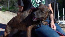 Yavapai Humane Society Pet of The Week #8