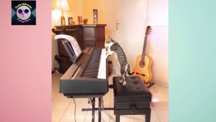 Funny CAT videos try not to laugh | Funny animals life | cute animal videos | PART 1