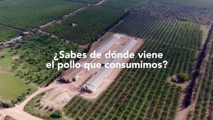 Imágenes estremecedoras: denuncian a un proveedor de pollos de Lidl en España por maltrato animal