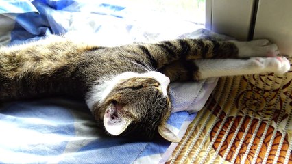 A Sweet Yawning  Cat