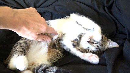 When I Tickle the Cat's Belly