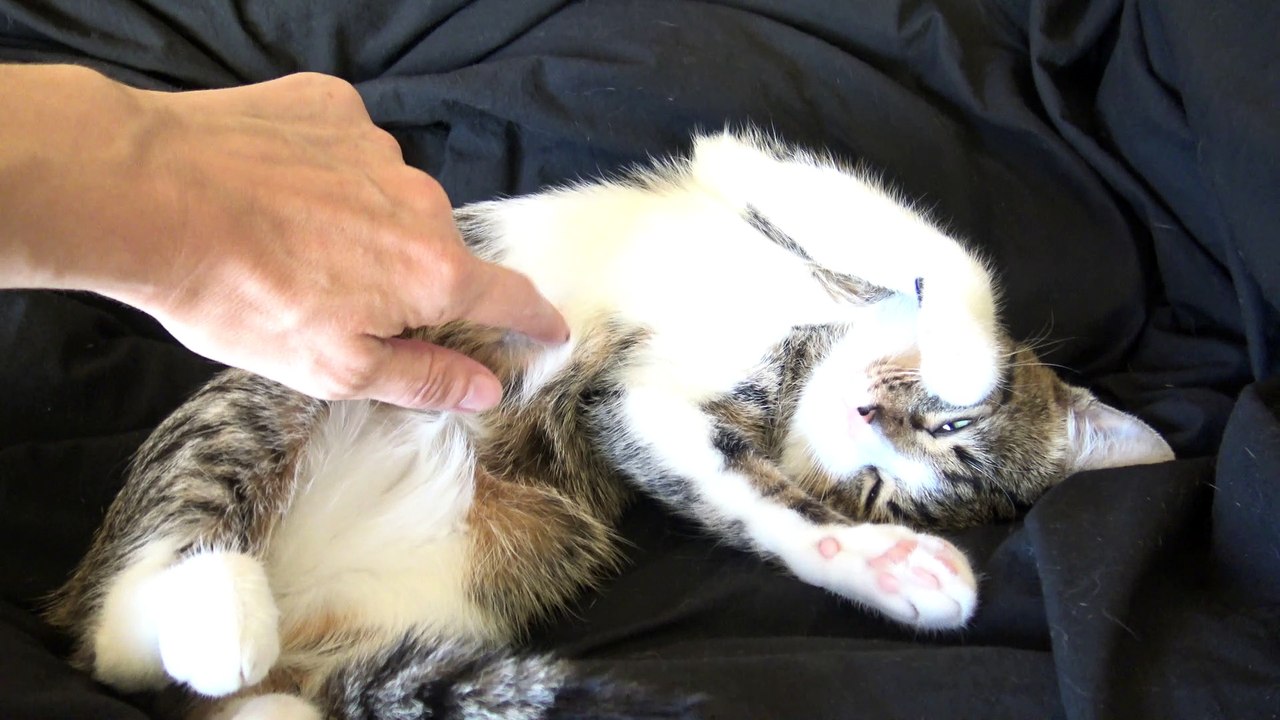 When I Tickle the Cat's Belly