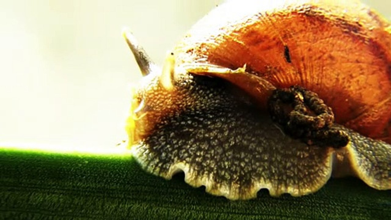 Praga de caracóis gigantes perigosos causa medo na Venezuela