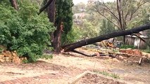 Wild storms force closure of more than 50 Adelaide schools, tens of thousands left without power