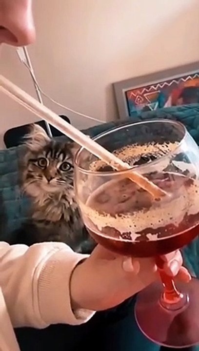 funny cat compilation