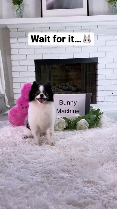 Funny Dog pegwin #Funny Animal #Funny Kids #Funny Video #Cat #Kid #child #Dog