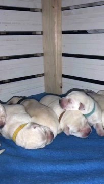 Funny Dog Moments #Funny Animal #Funny Kids #Funny Video #Cat #Kid #child #Dog