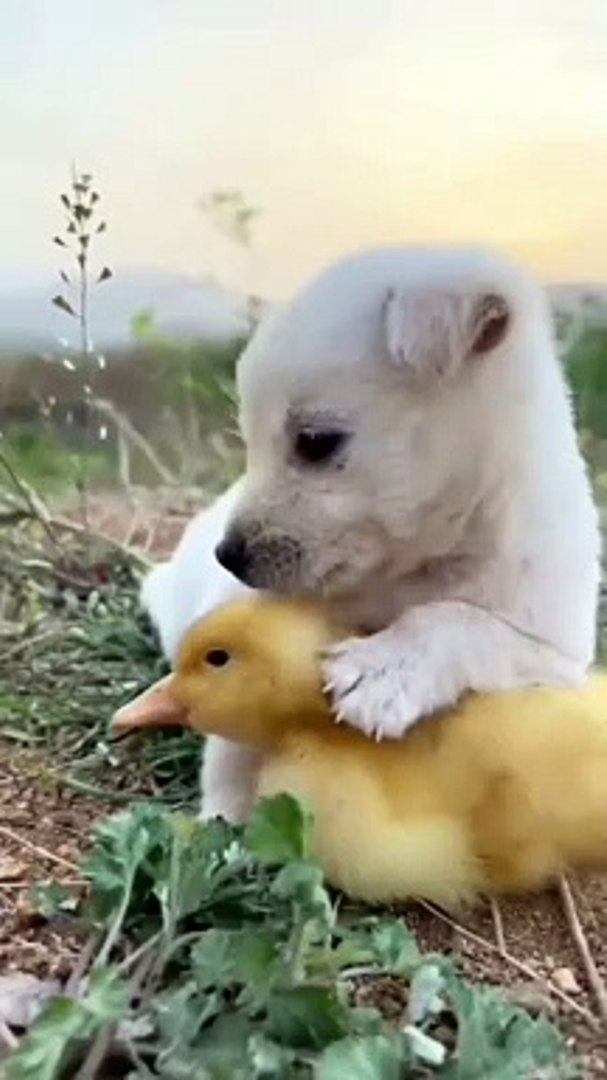 Dog and duck funny videos sale