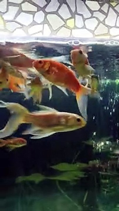 fish _ Peshawar channel(720P_HD)