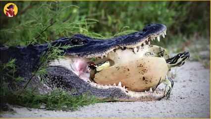 15 Scary Moments Of Crocodile VS Land Animals!!