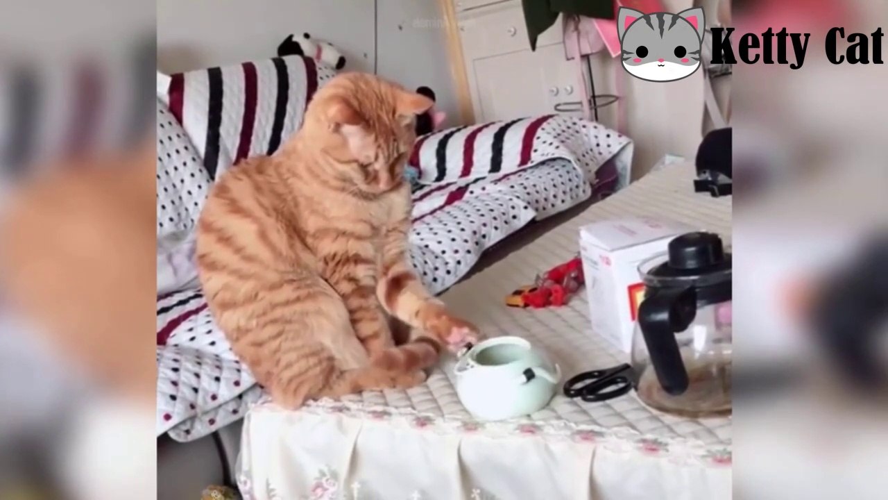 Cute cats - video compilation part 1