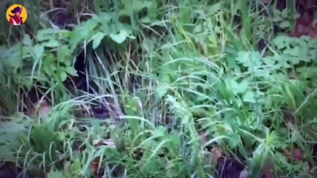 15 Tragic And Heart Shivering Moments Of Vicious Animal Attacks