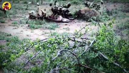 15 Terrific Times When Other Animals Came In Between Predators  And Their Prey