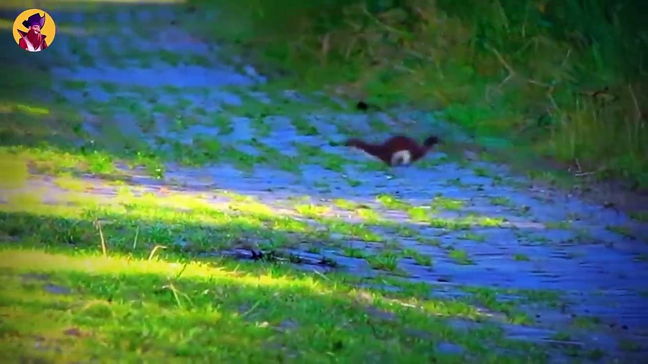 The Hunting Process And Lifestyle Of Stoats