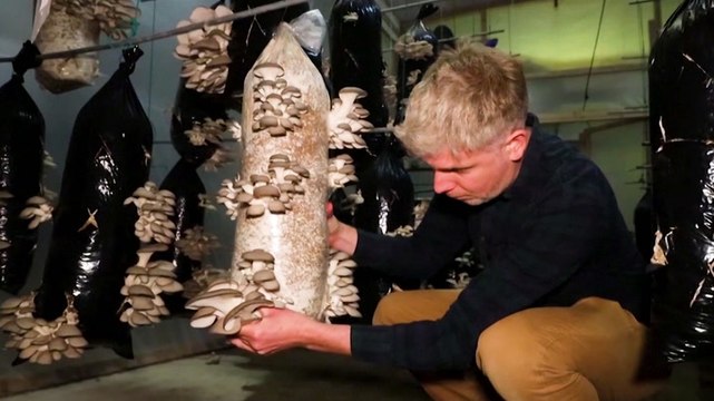 How underground farms grow mushrooms in coffee grounds