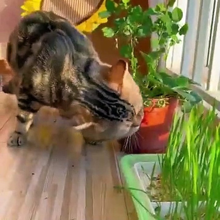 A Cat s Dreams Can Sometimes Come True