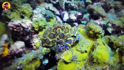 The 15 Most Venomous Animals In The World